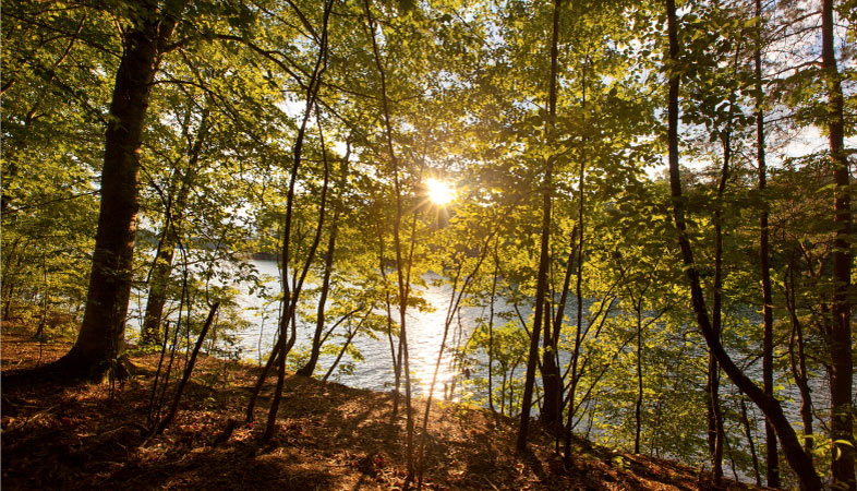 The sun is setting through trees on the banks of Lake Norman near Charlotte, NC.