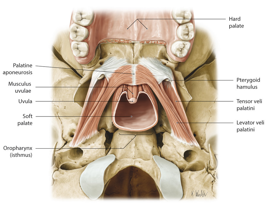 11 Botulinum Neurotoxin for Palatal Myoclonus | Neupsy Key