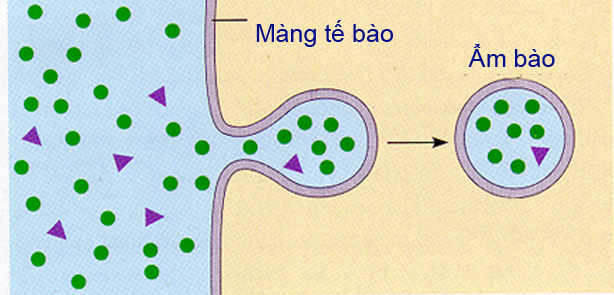 Quá trình ẩm bào - nhập bào và xuất bào