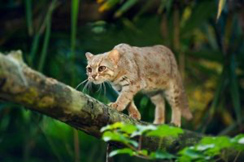 7. Rusty Spotted Cat