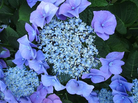 Ajisai The Japanese Flower During The Rainy Season Yabai The Modern Vibrant Face Of Japan