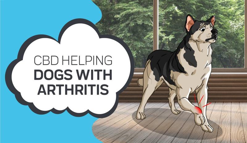 CBD for pet joint health