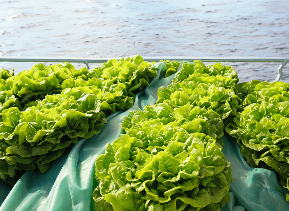 Why did the lettuce cross the ocean? Food miles explained. | ZipGrow Inc.