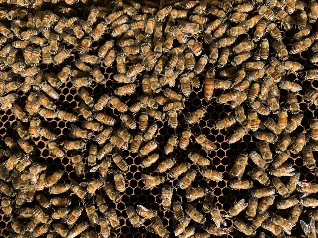 数万匹のミツバチ