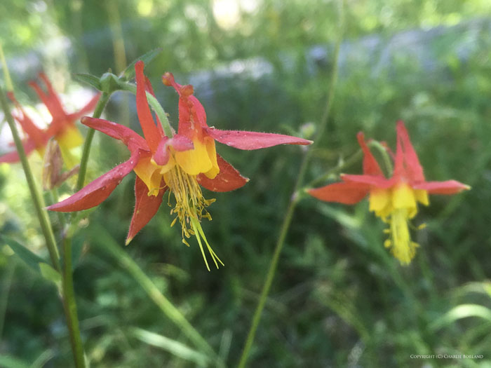 Two orange and red flowers in grass