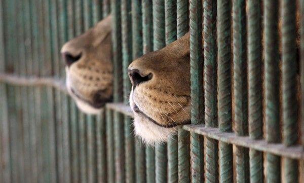 Image result for animal in prison