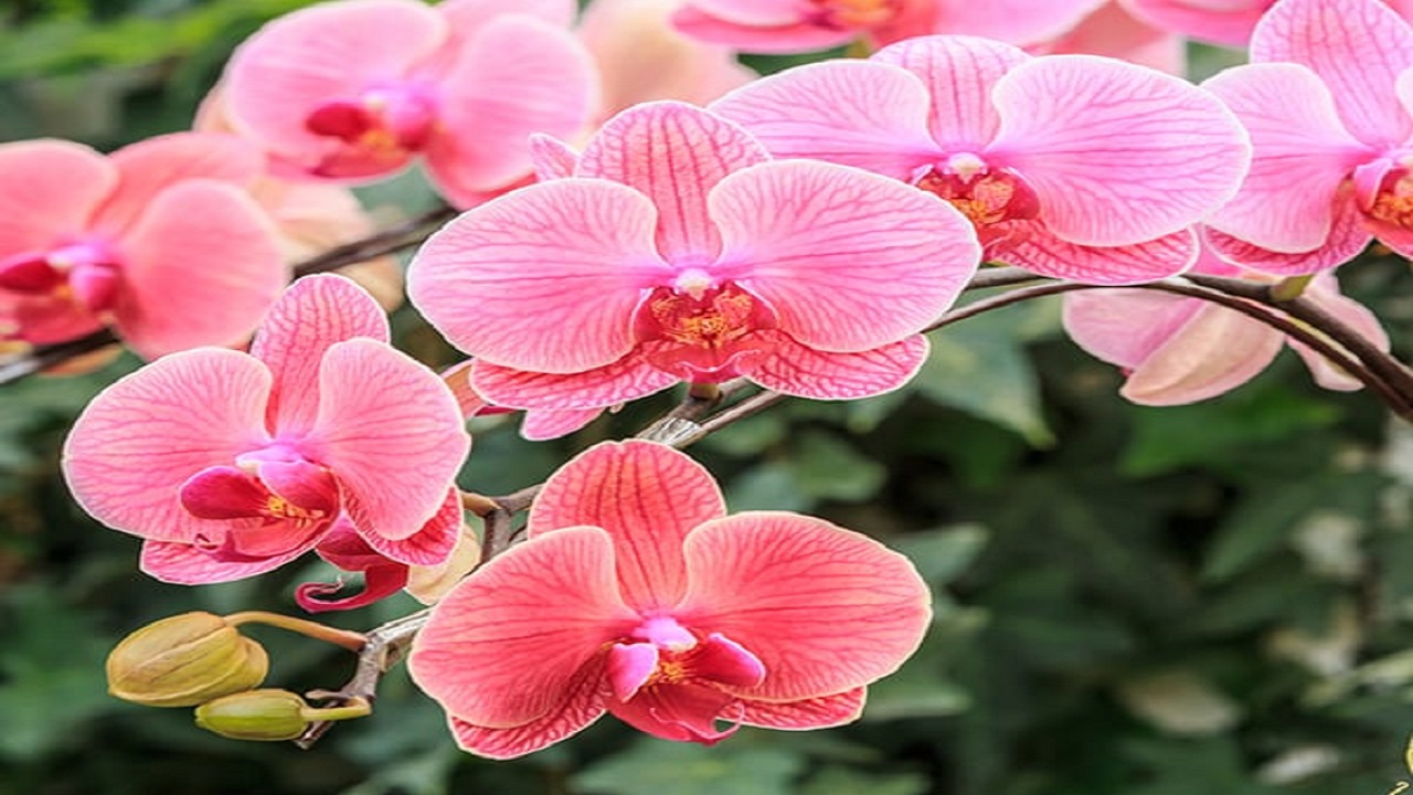 Growth Characteristics Of Phalaenopsis Orchids