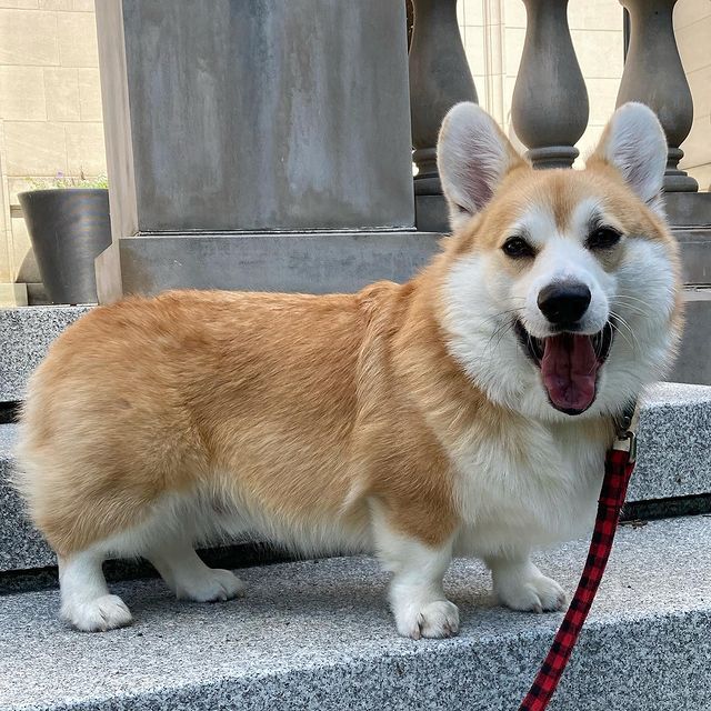 Photo by Parsnip the Corgi in Brookline, Massachusetts with @corgisonstairs. May be an image of dog.
