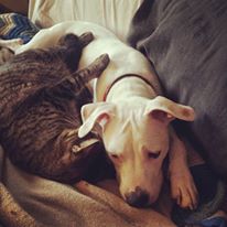 mereleoneofthedogs2.jpg