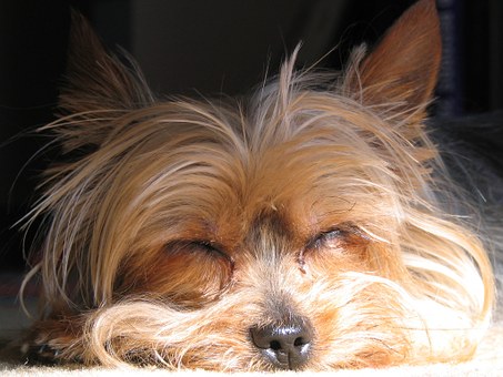 How Long Do Yorkies Sleep?