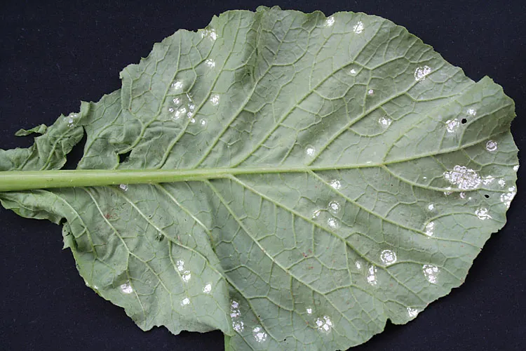 How to keep your mustard crops healthy from white blister?