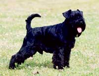 The risk of pancreatitis will be higher in Miniature Schnauzers