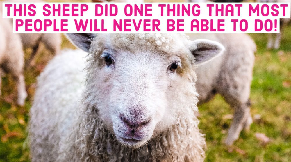 picture of a clickbait article heading ‘this sheep did one thing that most people will never be able to do!’ with a picture of a sheep below.