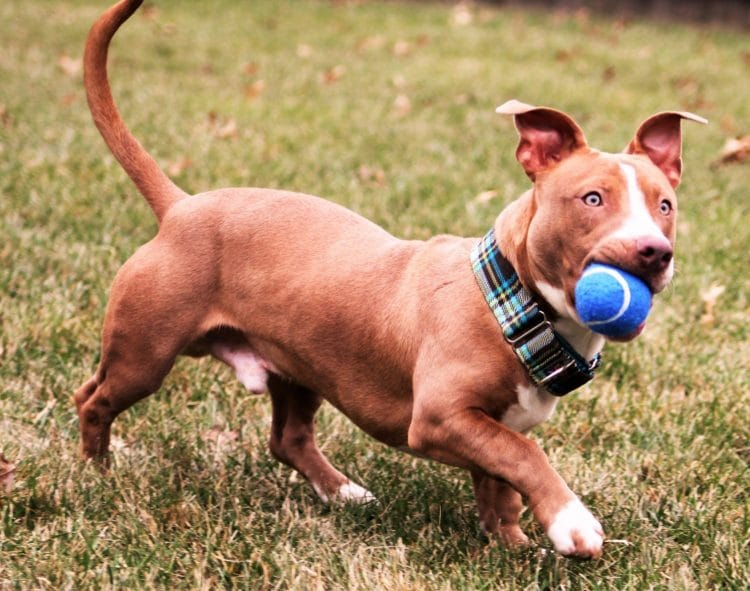 Dachshund Pit Mix - Everything You Need To Know