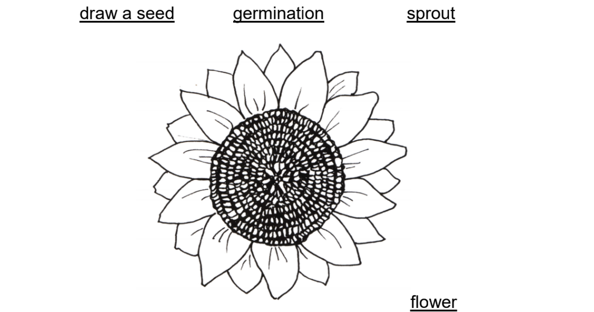 Sunflowers.pdf