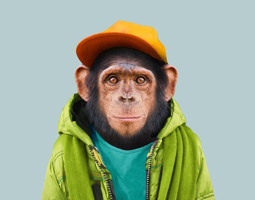http://www.zooportraits.com/wp-content/uploads/2014/10/03-492-post/Common-Chimpanzee-Pan-Troglodytes-copia.jpg