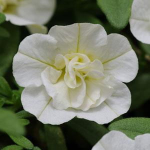 MiniFamous Double® Compact White