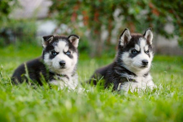 Importance of Training Your Husky Puppy