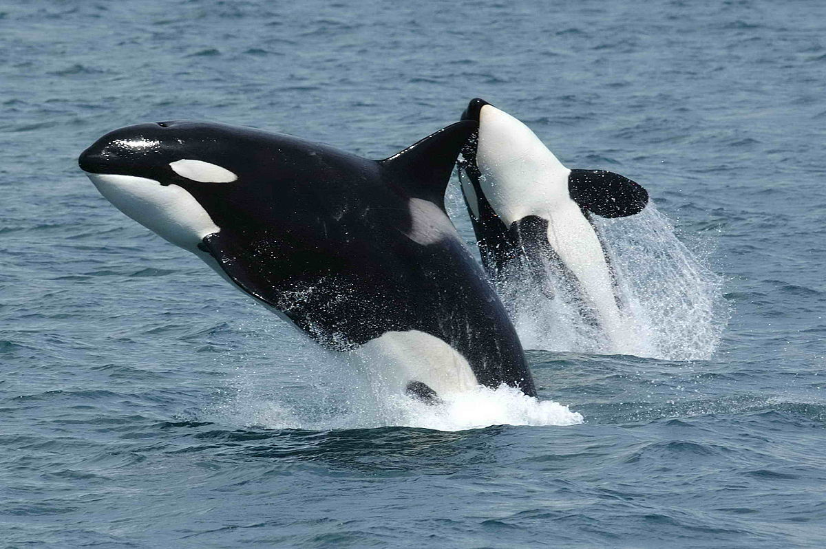 wild orca with collapsed dorsal fin