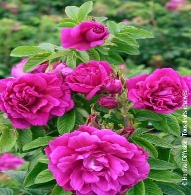 ROSA rugosa 'HANSA' | Minier Solution Pro