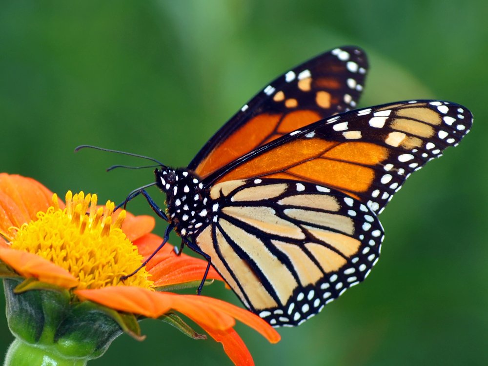 Do Butterflies Taste With Their Feet? - ScienceABC