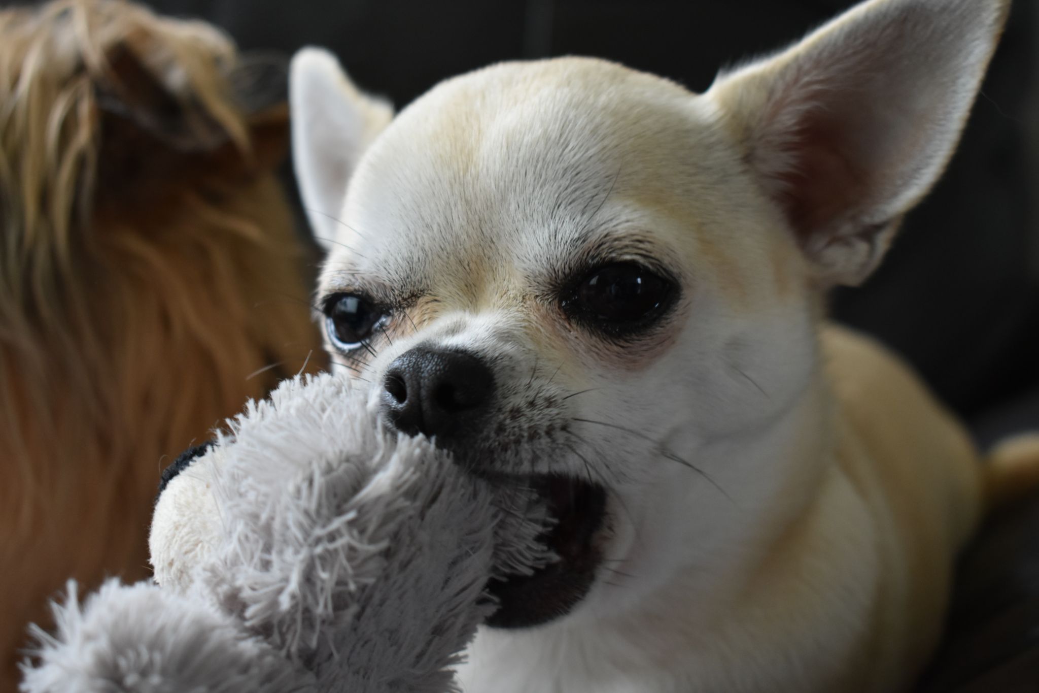 Why Are There So Many Chihuahuas In Shelters?