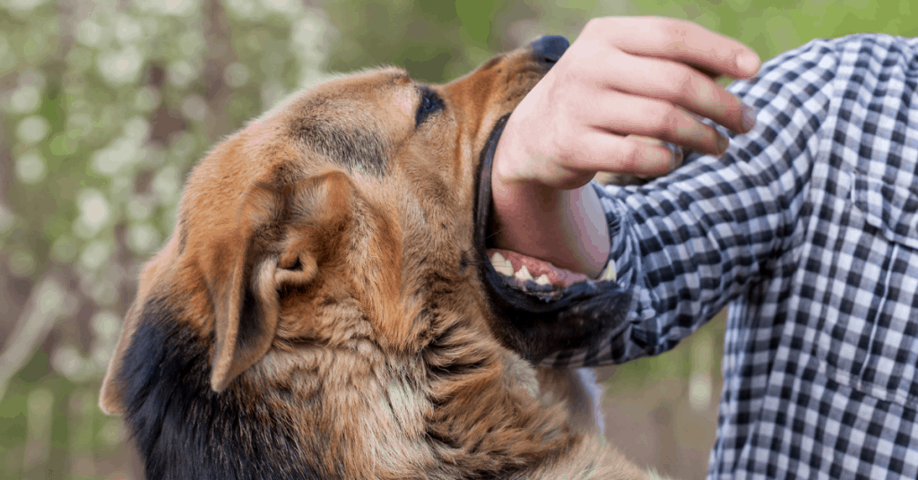 german shepherd biting arm of person