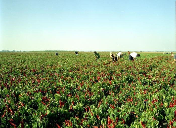 Paprika Harvest