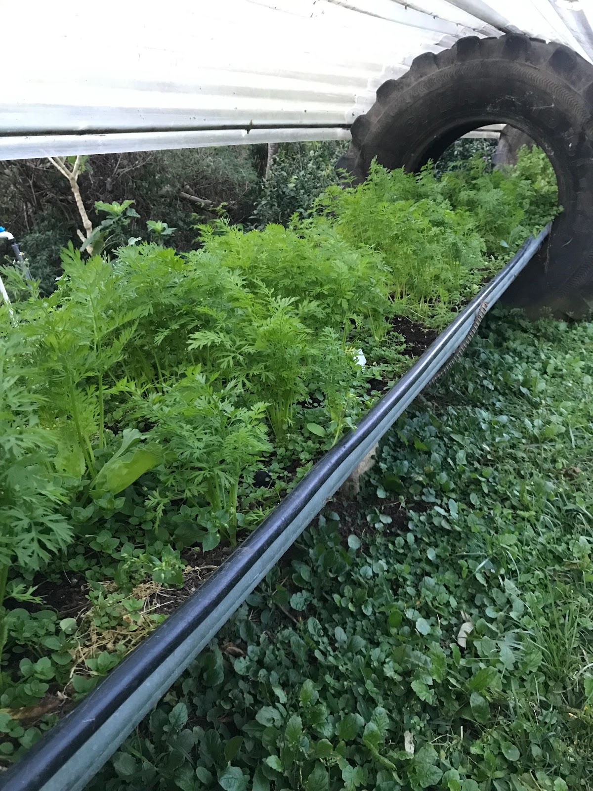 Recicled wheels used for planting