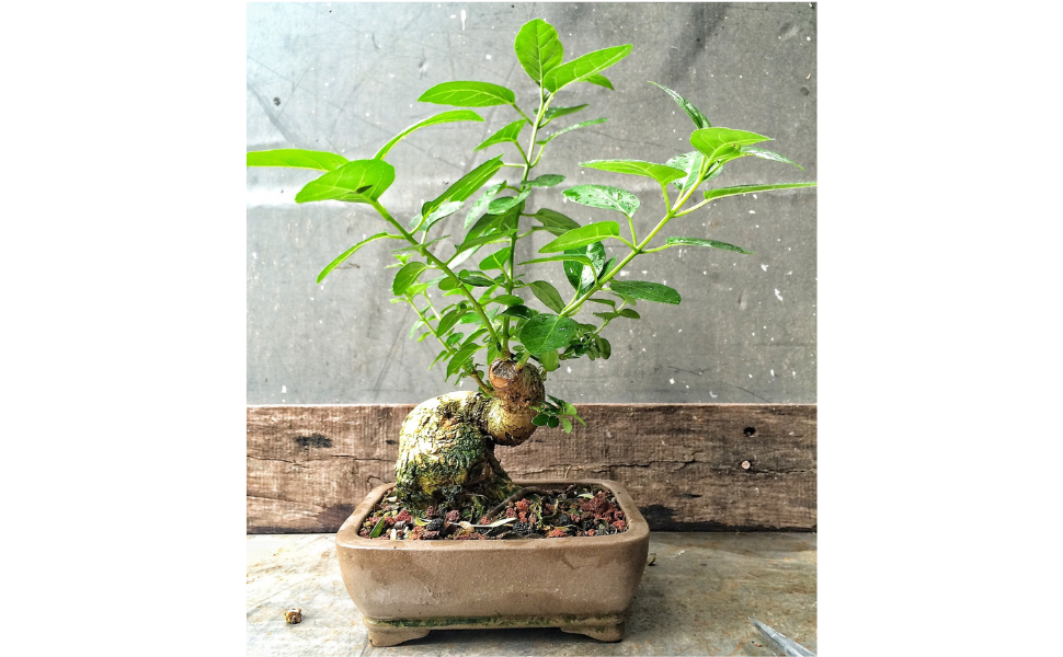 Instrucciones de cuidado para el bonsái Premna