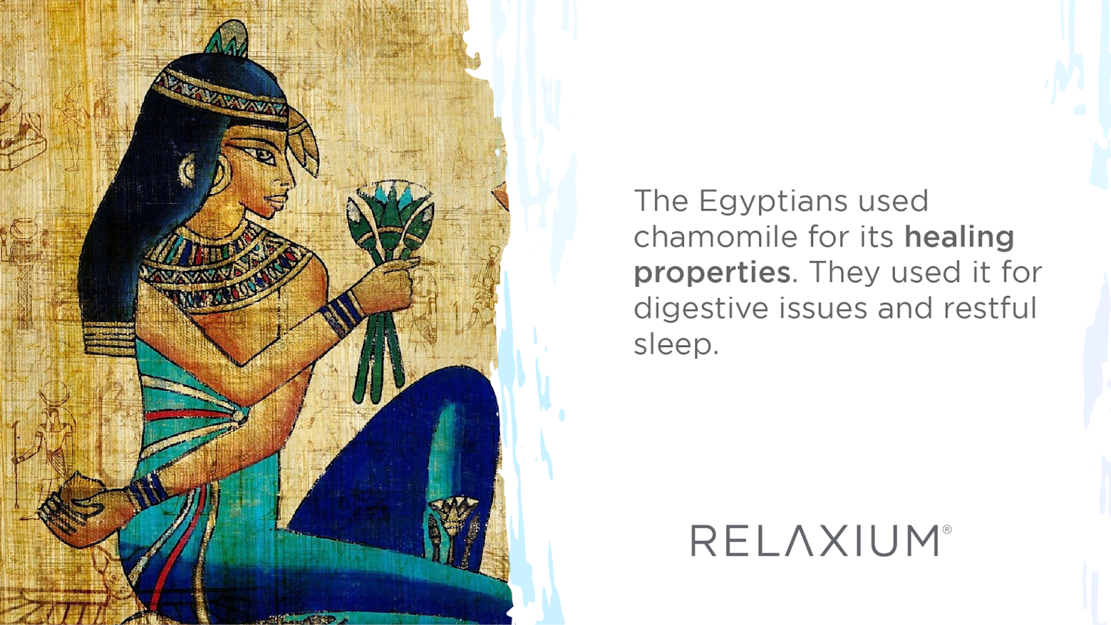 Egyptians used chamomile for its healing properties.