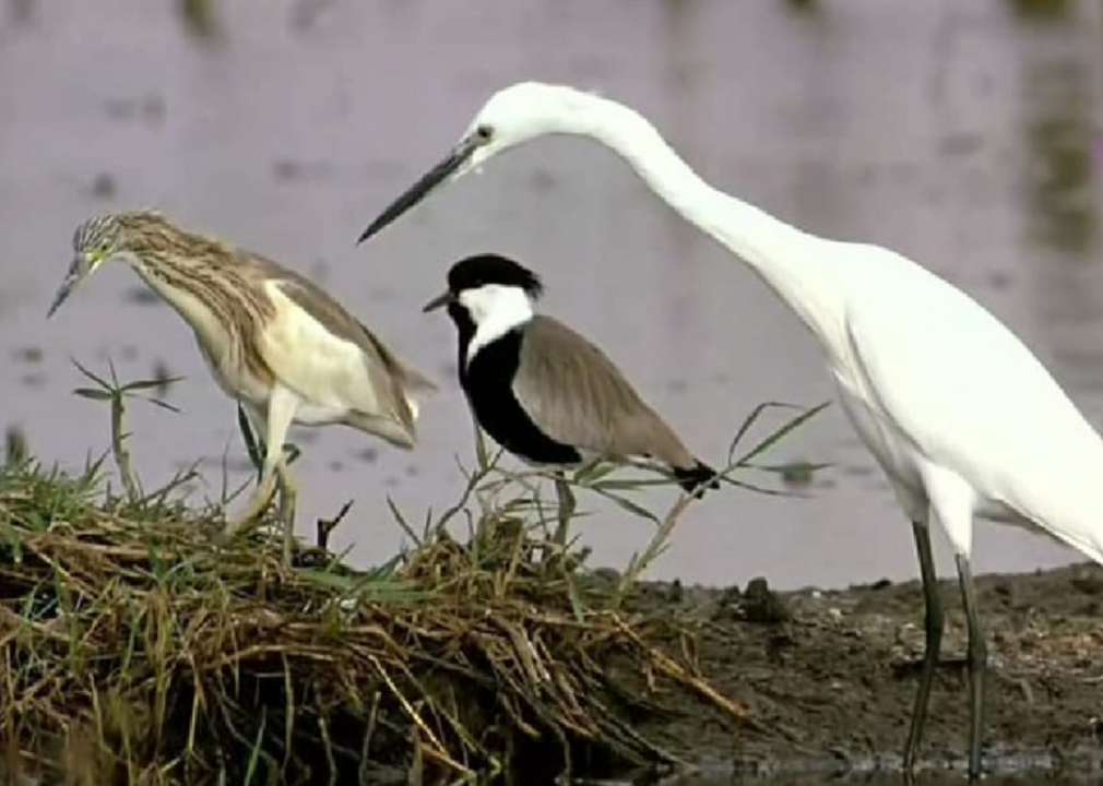 Three birds near water in a scene from ‘Winged Migration’