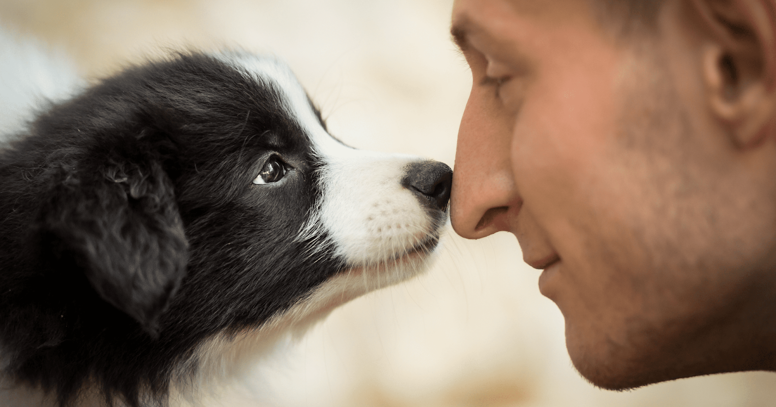 cute puppy sniffing noses with man