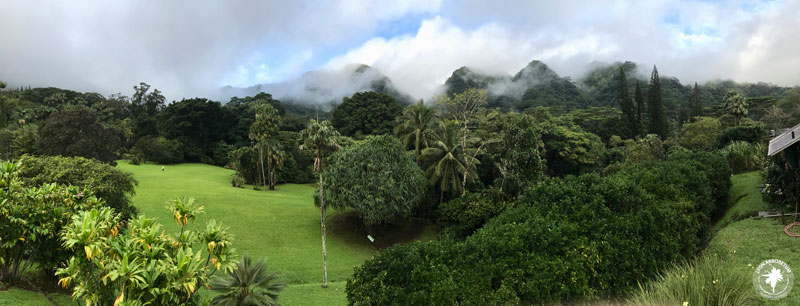 panorama of Lyon Arboretum's lush landscape with mountains in background, shrouded in clouds