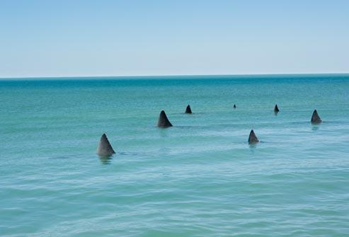 http://img.webmd.com/dtmcms/live/webmd/consumer_assets/site_images/articles/health_tools/generalized_anxiety_slideshow/getty_rm_photo_of_shark_fins_in_water.jpg