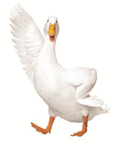 Aflac Duck Marketing Campaign example