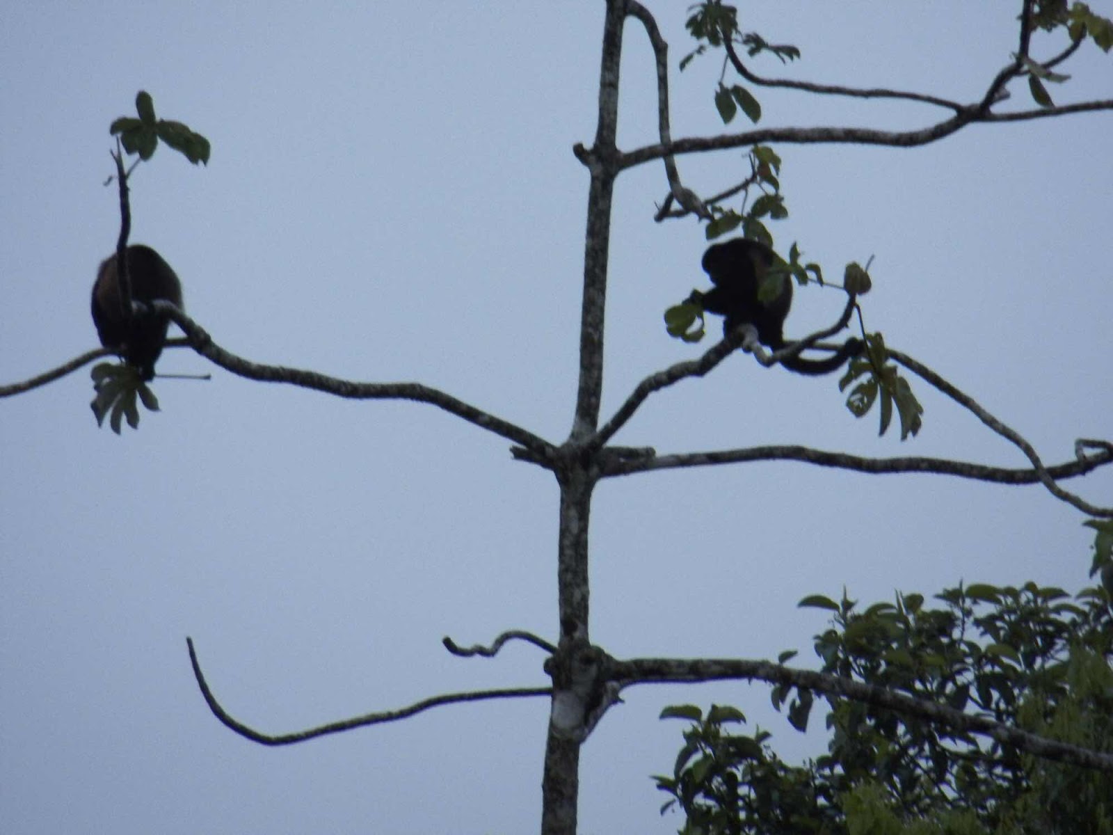 Howler Monkeys, Arenal, Costa Rica