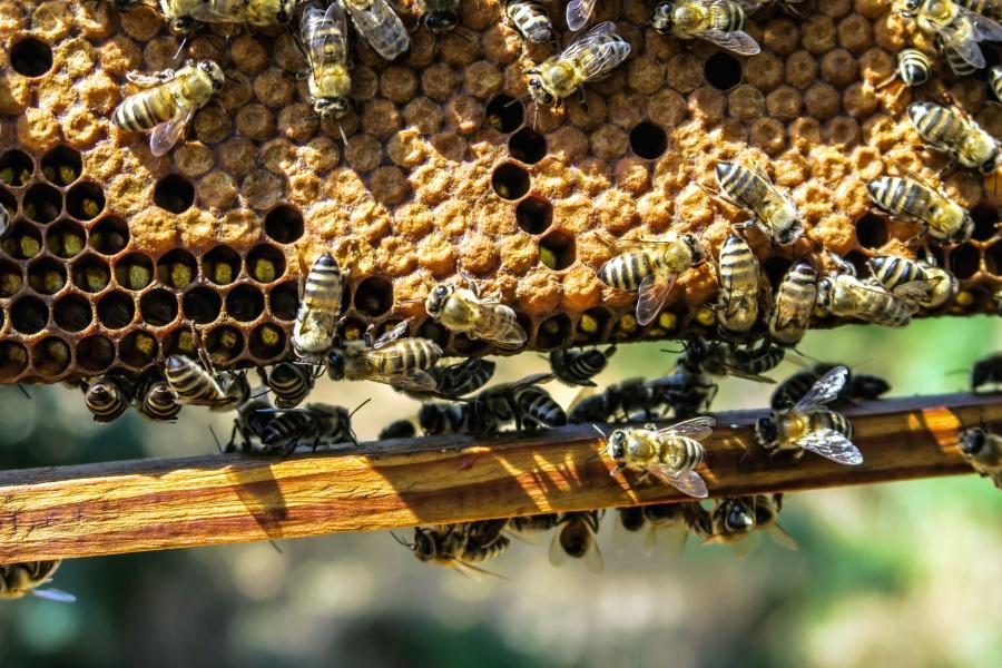 蜂蜜，蜜蜂，蜂房，昆虫，巢，授粉，蜡