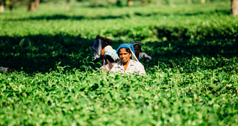 a woman working in the tea garden