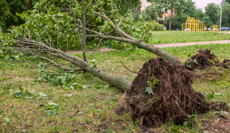 trees uprooted from a hurricane