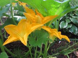 Image result for pumpkin flower