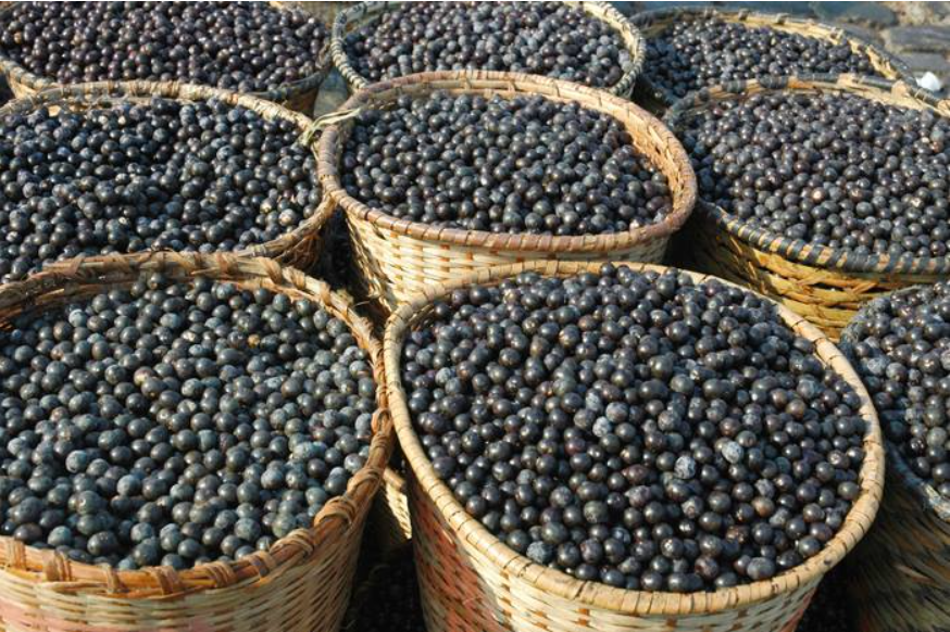 nutrient-dense acai berries act as a great disease prevention against high blood sugar levels
