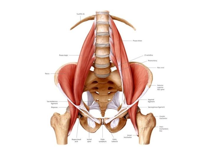 psoas-1024x768.jpg