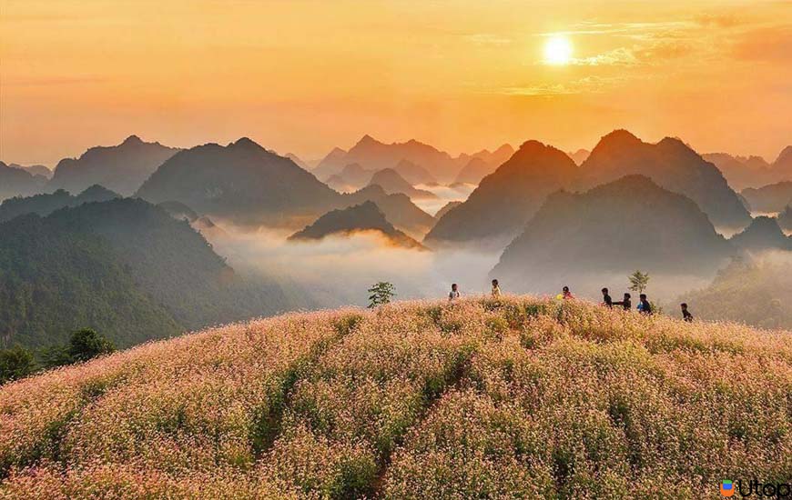Mê mẩn đồi hoa tam giác mạch cho fan nghiện hoa