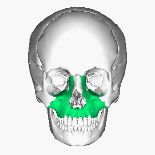 Resumo de ossos da face - Sanar Medicina