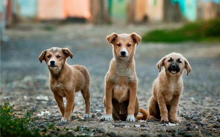 Família de cães