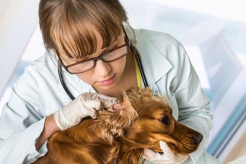 Veterinario revisando infección de oído en perro cocker spaniel