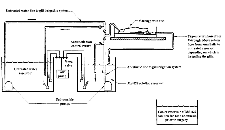 Flow diagram for delivery of water containing MS222 anesthetic or water containing no anesthetic in support of anesthesia in fish