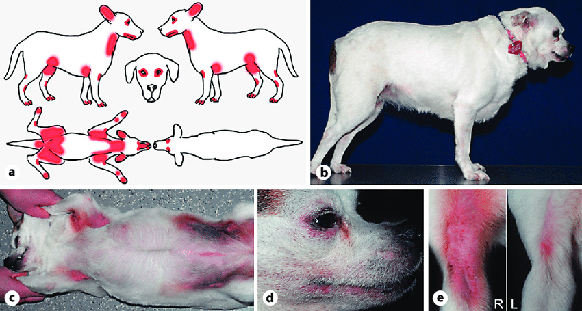 Image result for atopic dermatitis canine