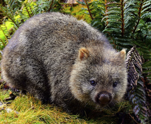 a photo of a cute little wombat, which truly has nothing to do with Managed Wordpress Hosting